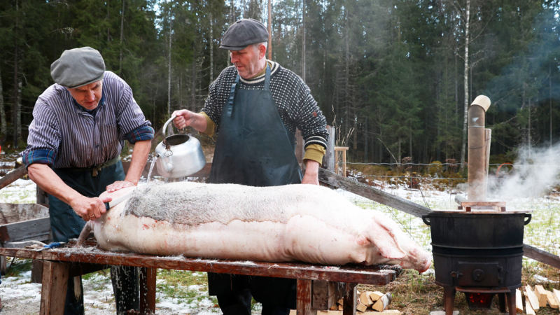 Slakting av gris