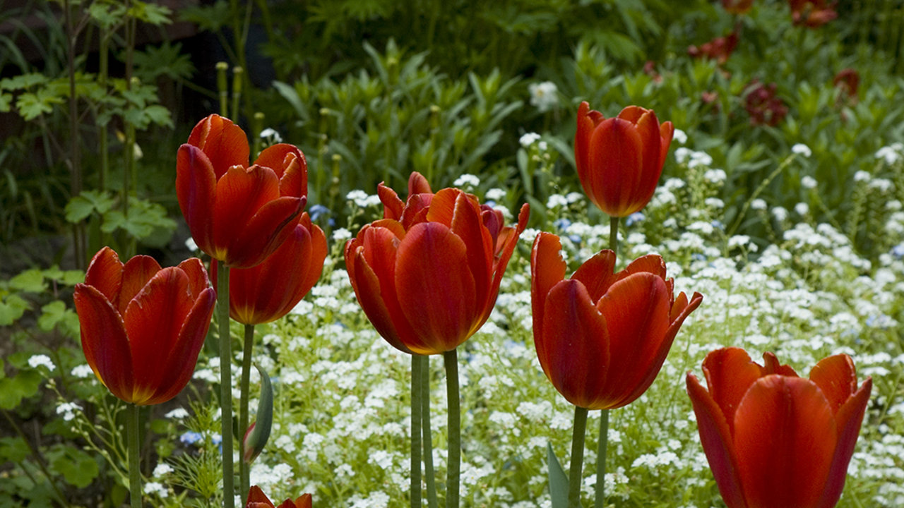 Tulipaner Bjerkebæk